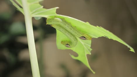 orugas verdes bajo una hoja de planta dañada en el jardín