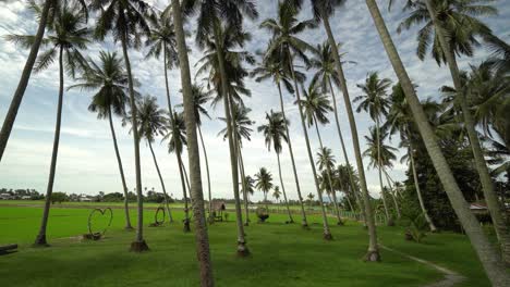 aerial move and look out the coconut plantation