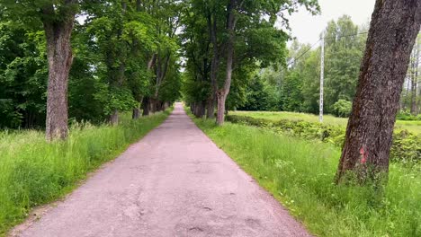 Cyclist-POV-traveling-on-the-asphalt-road-in-a-park-with-tree-belt-in-summer---no-people