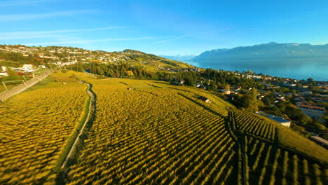 Drone-Desciende-Acercándose-Al-Viñedo-De-Lavaux-En-Colores-Otoñales-Cerca-De-La-Ciudad-De-Lutry-En-Suiza