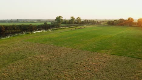 Drone-Aerial-Shot-between-trees-onto-distant-cows-moving-in-fields-at-sunrise