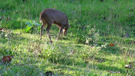 Ciervo-Cerdo-Indio,-Hyelaphus-Porcinus