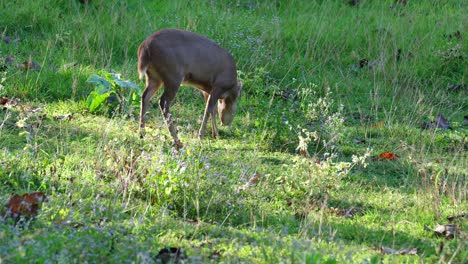 ciervo cerdo indio, hyelaphus porcinus