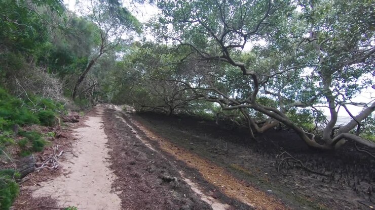 Beaten path in a forest with greenery