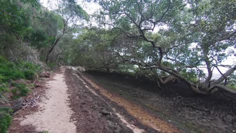 camino trillado en un bosque con vegetación