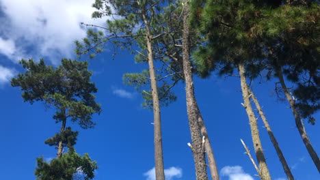 motionlapse of tall pine trees against blue skies in uruguay