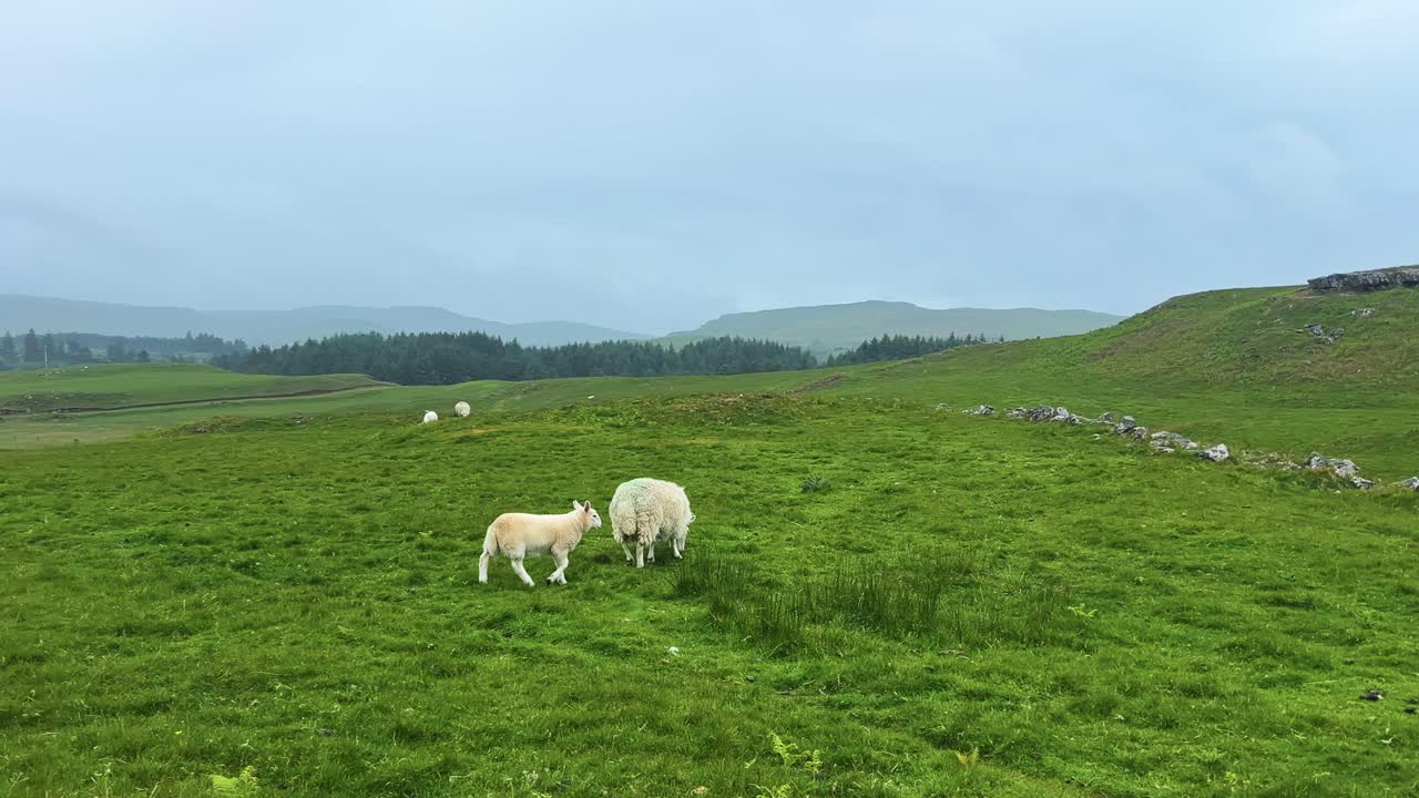 Lamb Following Mother Sheep Grazing In The Grassy Fields On A Rainy Day In Scotland. - wide shot