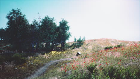 beautiful-valley-with-green-trees