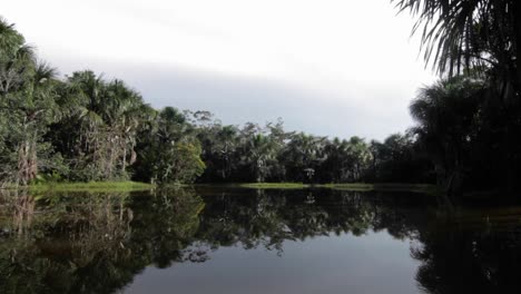 Quiet-jungle-pond