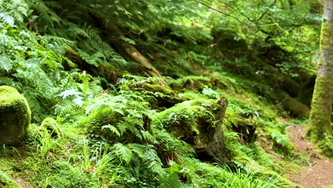 lush green forest with moss-covered trees