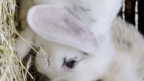 cute fluffy rabbits in the aviary. close up of decorative and farm rabbit are eating hay. breeding of farm animals and care in zoos