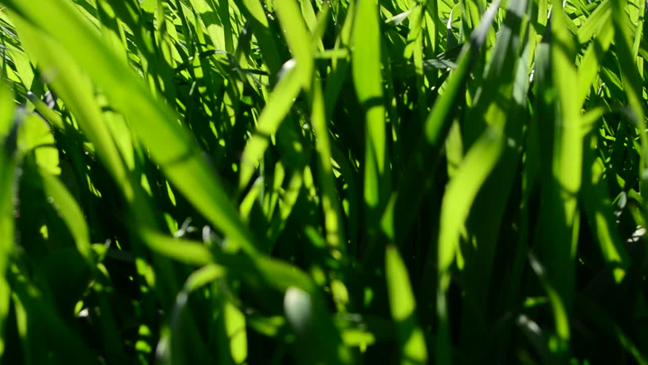 Erba in primavera. Ripresa in primavera