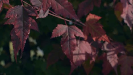 Hojas-Rojas-De-Uva-De-Otoño-Moviéndose-En-Una-Ligera-Brisa