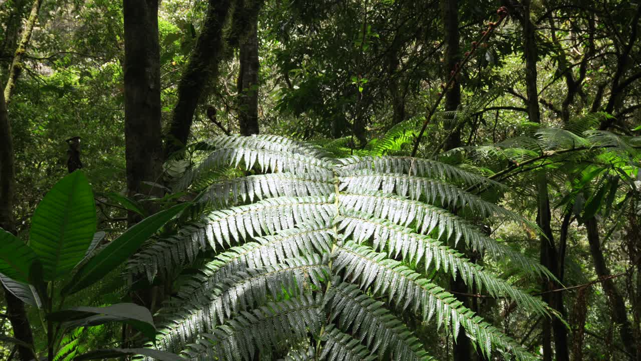 Giant silver fern leaf in tropical humid jungle rainforest Andean forest Colombia