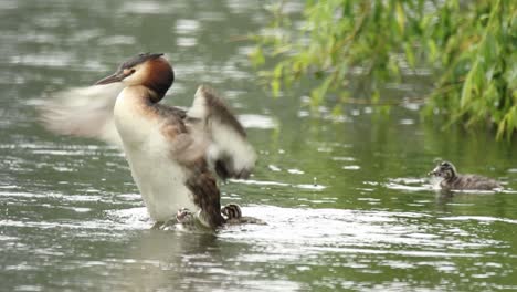 grebe family with young ones on a rainy day