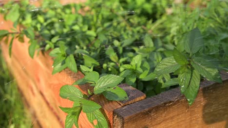 watering home garden pepper mint green leafs under warm sunshine, farming gardening concept