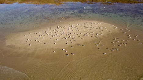 Aerial-a-flock-of-Seagulls-rest-on-an-exposed-sand-bar-during-low-tide,-Rocky-Point,-Puerto-Peñasco,-Gulf-of-California,-Mexico