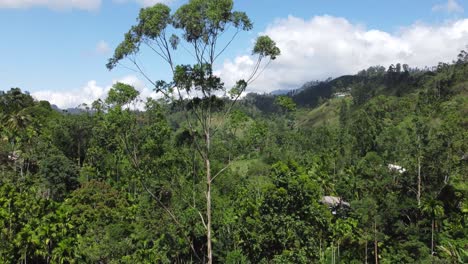 Drohne-Bewegt-Sich-Vorwärts-In-Richtung-Schwingender-Hoher-Baum-Im-Hintergrund-Des-Blauen-Himmels,-Demodara,-Sri-Lanka