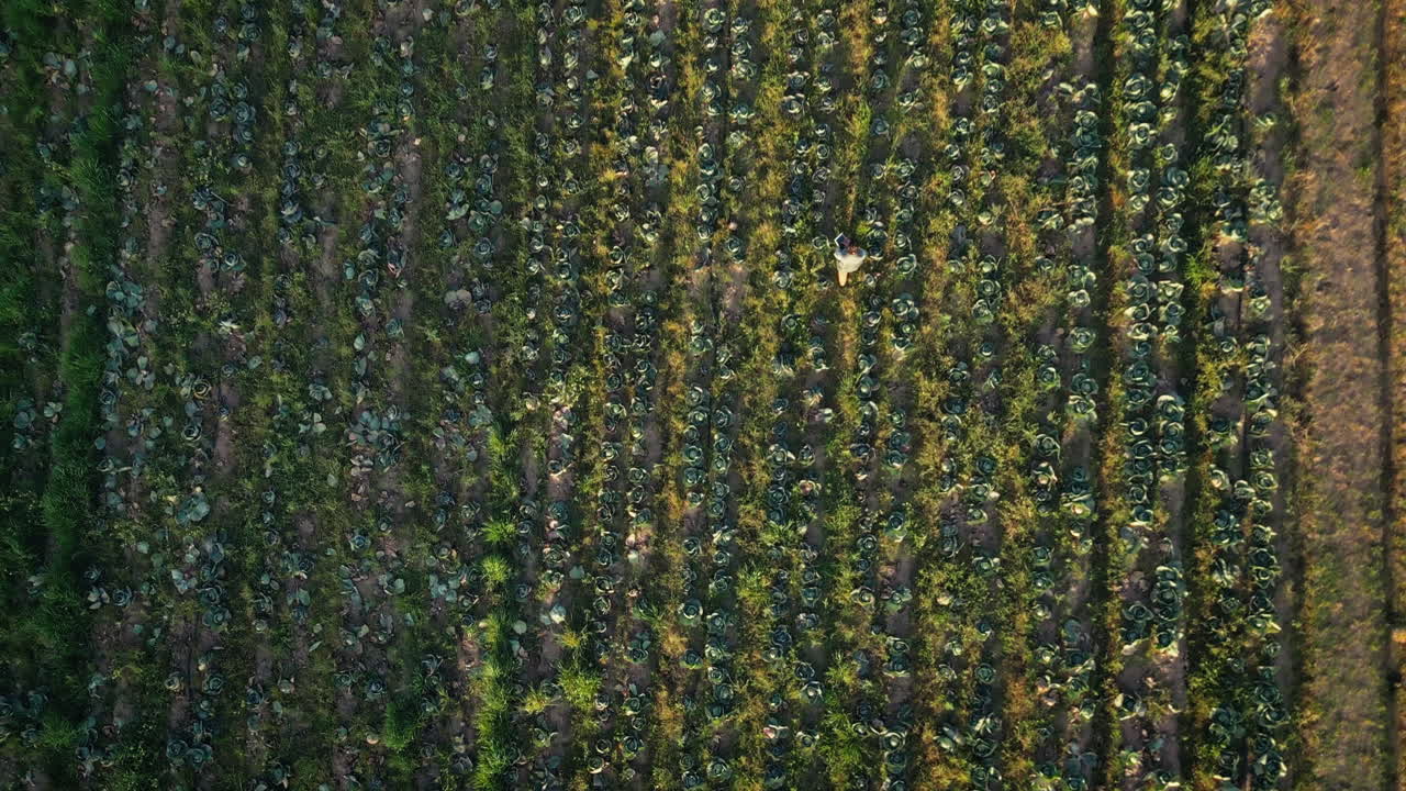 granja, sostenible y drone de la persona que camina