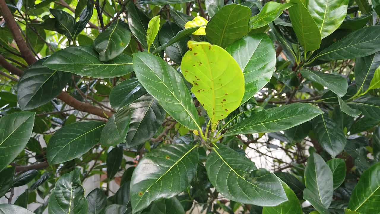 green and young jackfruit's leaf at the tip of stalk and are about to damaged.