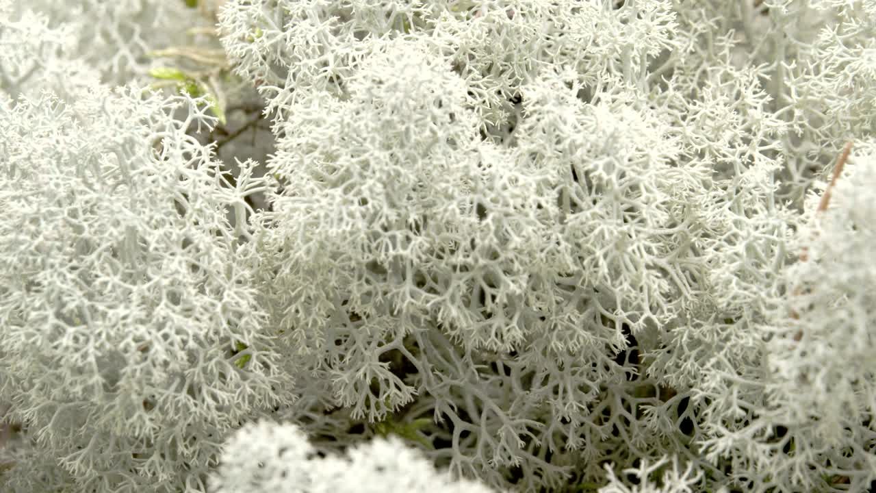 Closer look of the Cladonia stellaris with a black ant FS700 Odyssey 7Q 4K