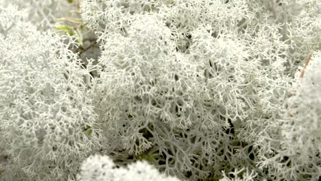 closer look of the cladonia stellaris with a black ant fs700 odyssey 7q 4k