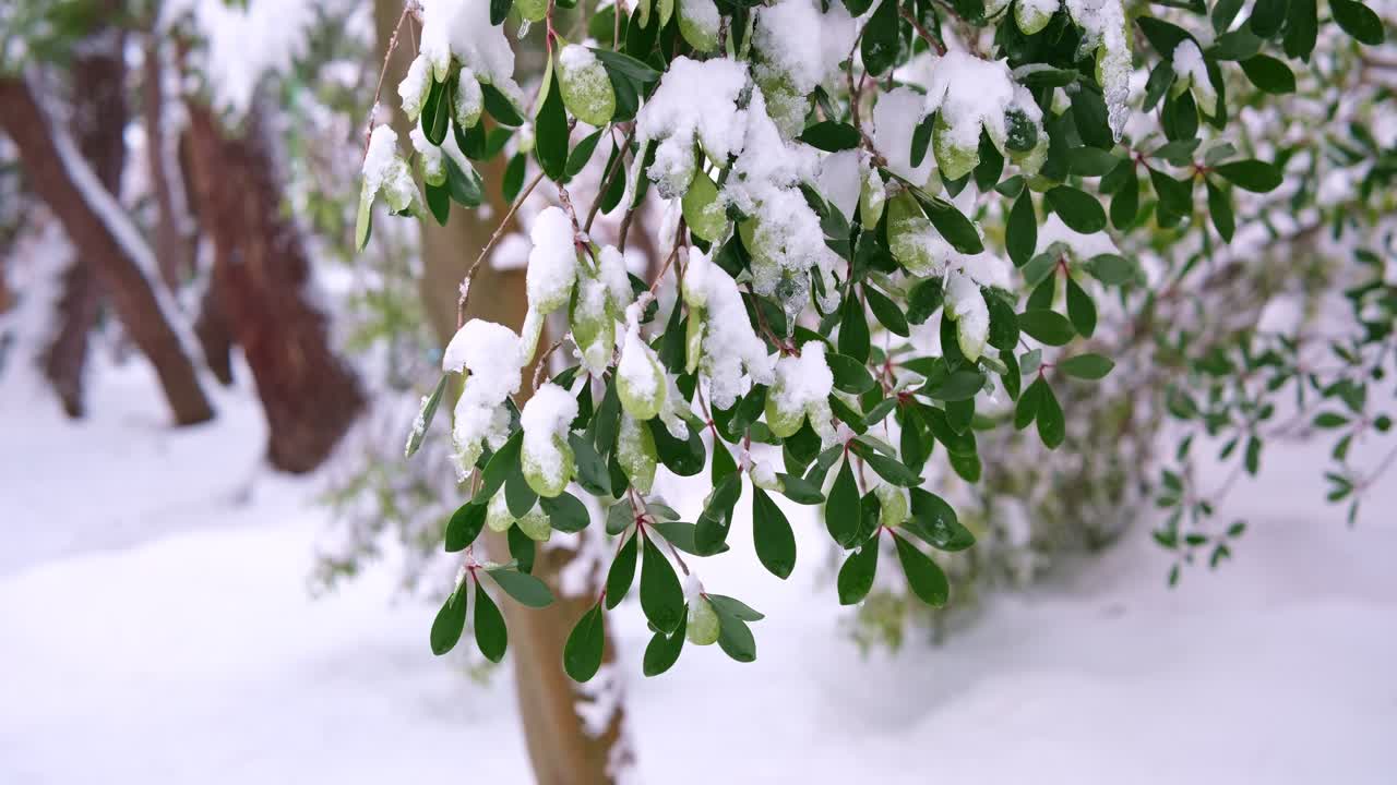 Rami di foresta invernale innevata con vivide foglie verdi