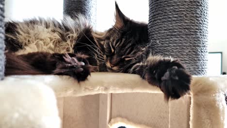 curled up cat sleeps peacefully inside soft cat post, indoor setting, cozy fur ball