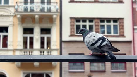 Pigeon-Sitting-Calmly-Terrace-Wall