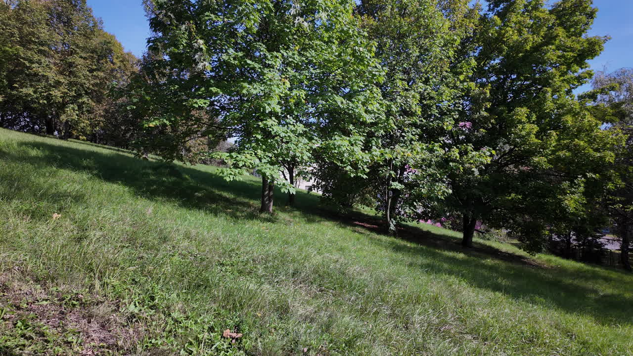 Sunny hillside with green grass and trees