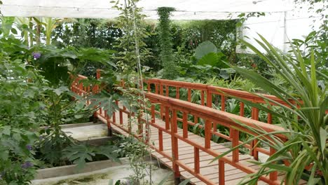 pequeño puente de madera y varias plantas verdes dentro de un invernadero