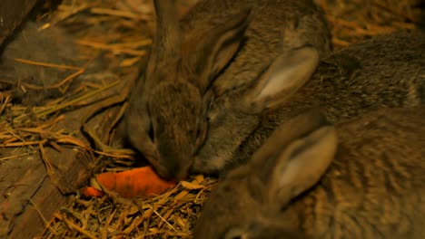 pequeños conejos grises en un granero comiendo zanahorias