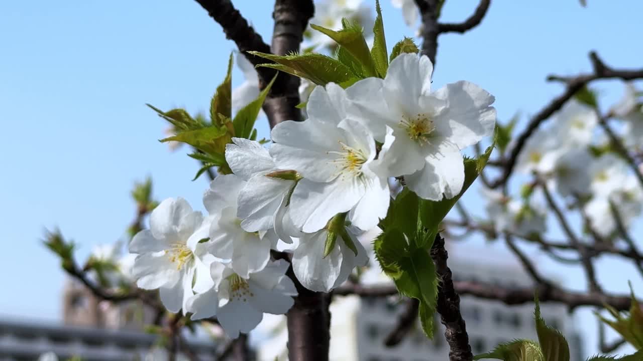 White cherry blossoms on a tree in full bloom in Tokyo, Japan under clear blue skies