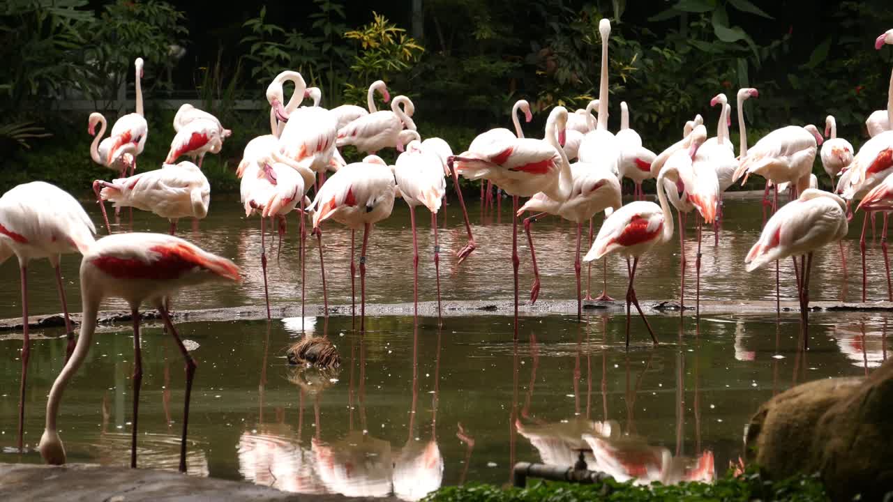 연못 에 서 있는 플라밍고 의 무리