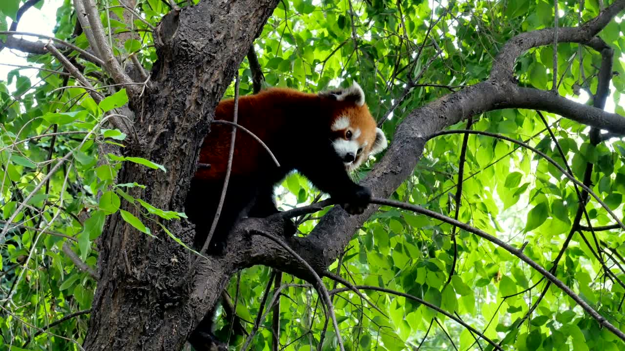 나무 가지 에 앉아 있는 사랑스러운 은 판다