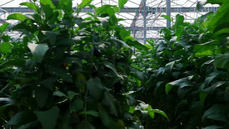 aubergine hanging on the plants in greenhouse