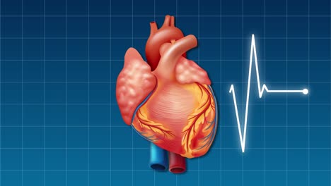 corazón animado con forma de onda de ecg sincronizada.