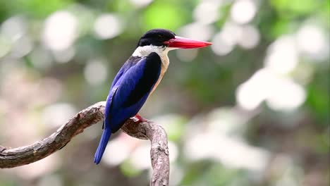 el martín pescador de gorra negra tiene un pico rojo como un caramelo y una gorra negra que se encuentra en tailandia y otros países de asia