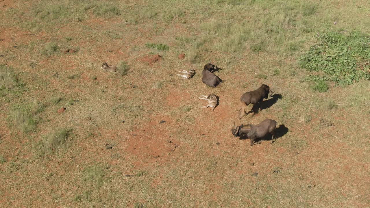 야생에서 새로 태어난 세 명의 아기와 누우 가족의 드론 항공 영상