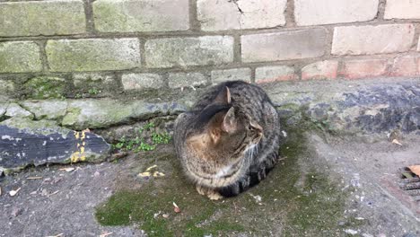 street cat sitting next to a brick wall