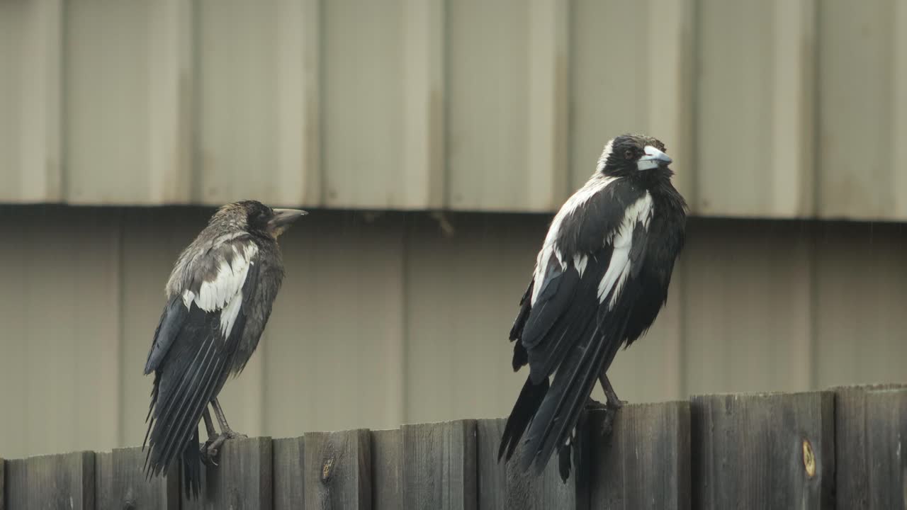 Wet Australian Magpies Adult and Juvenile Perched On Fence  Raining Australia Gippsland Victoria Maffra