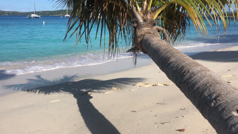 Panning-view-of-a-palm-tree-at-Honeymoon-Beach-on-St