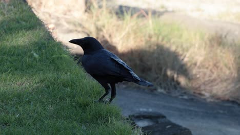 crow and seagull interacting on grassy area