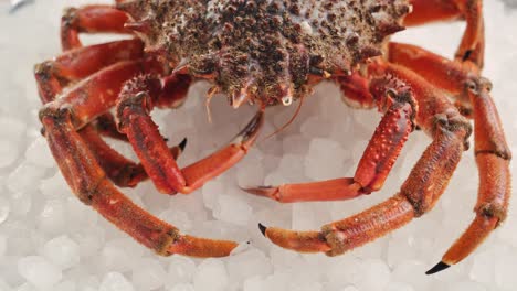 fresh red crab on ice