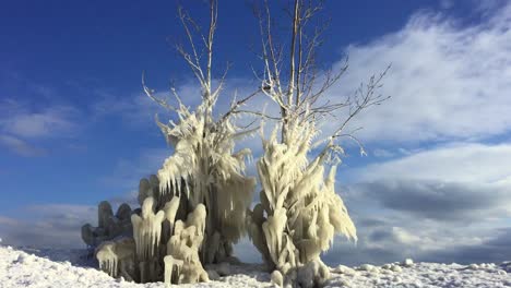 wide shot of weathered winter scene at lake shoreline, with windswept frozen trees and slow moving clouds