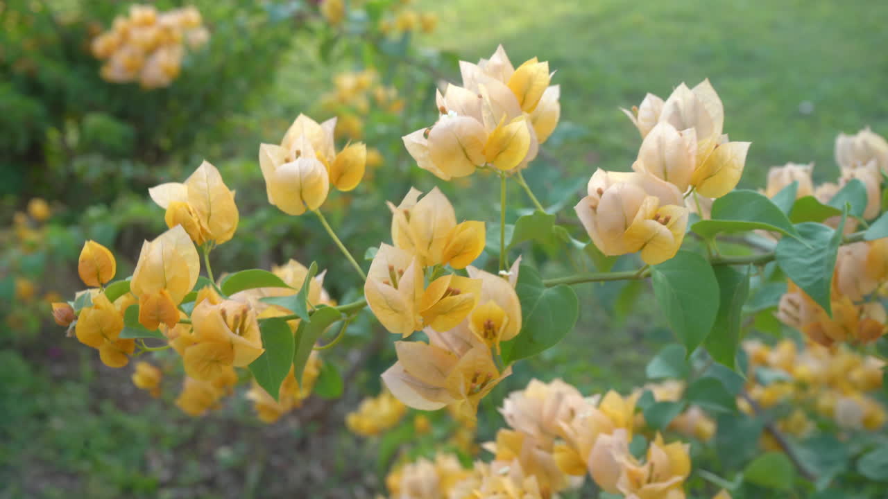 고아 인디아에서는 부겐빌레아의 밝은 색상과 지역의 잔잔한 바람이 어우러져 고요한 장면을 연출합니다.