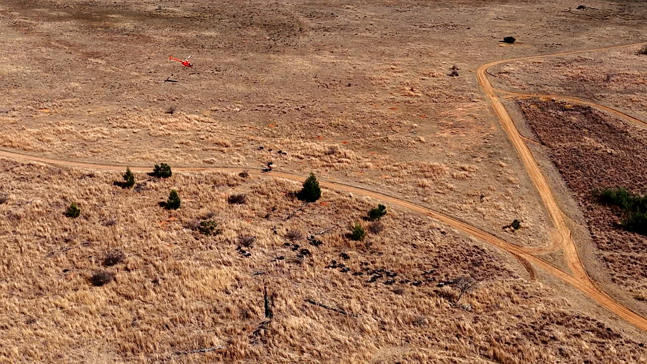 Skilled pilot maneuvers chopper to direct running wildbeest for capture, drone