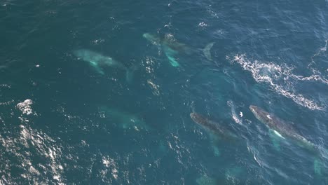 grupos de ballenas jorobadas nadando cruzando el azul océano pacífico soplando chorros
