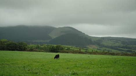 tranquil black cow grazing azores' pasture, são miguel island