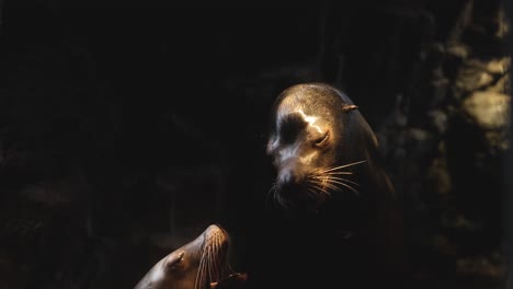 seal enjoying sun rays in a dark setting